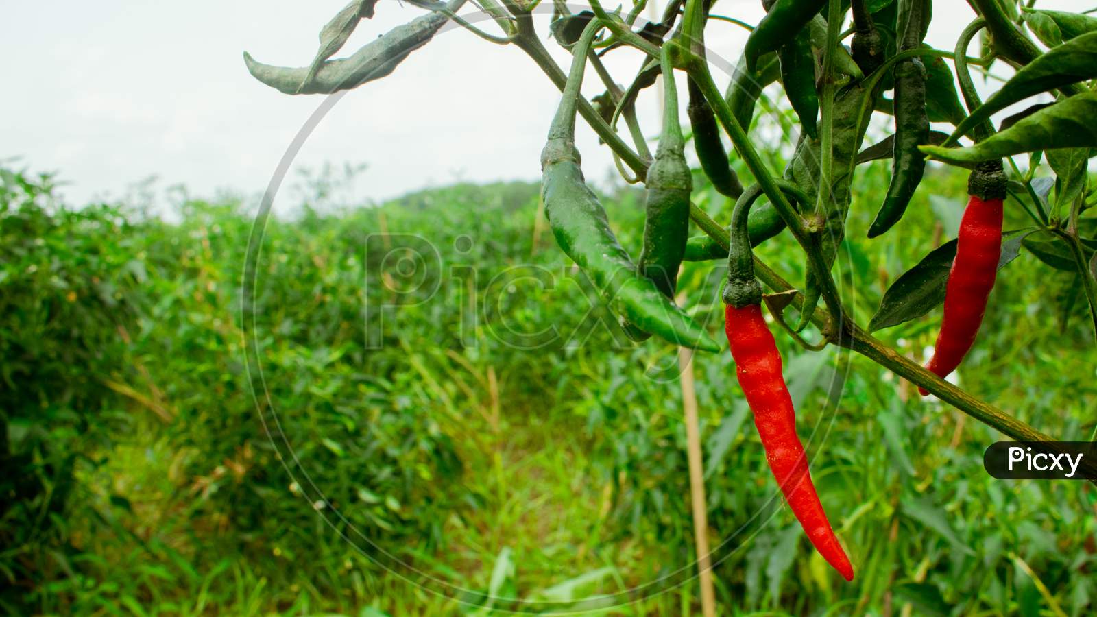 The Chili Pepper (Also Red Chile, Chile Pepper, Green Pepper, Chilli Pepper, Green Chilly, Or Chilli). Chilli Seed Plant Field Of Bangladesh.