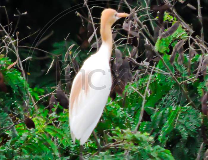 The Cattle Egret During Monsoon On Tree
