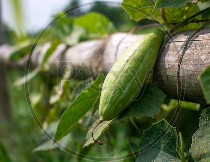 Trichosanthes Dioica, Also Known As Pointed Gourd, Is A Vine Plant In The Family Cucurbitaceae, Isolated Big Closeup Image.