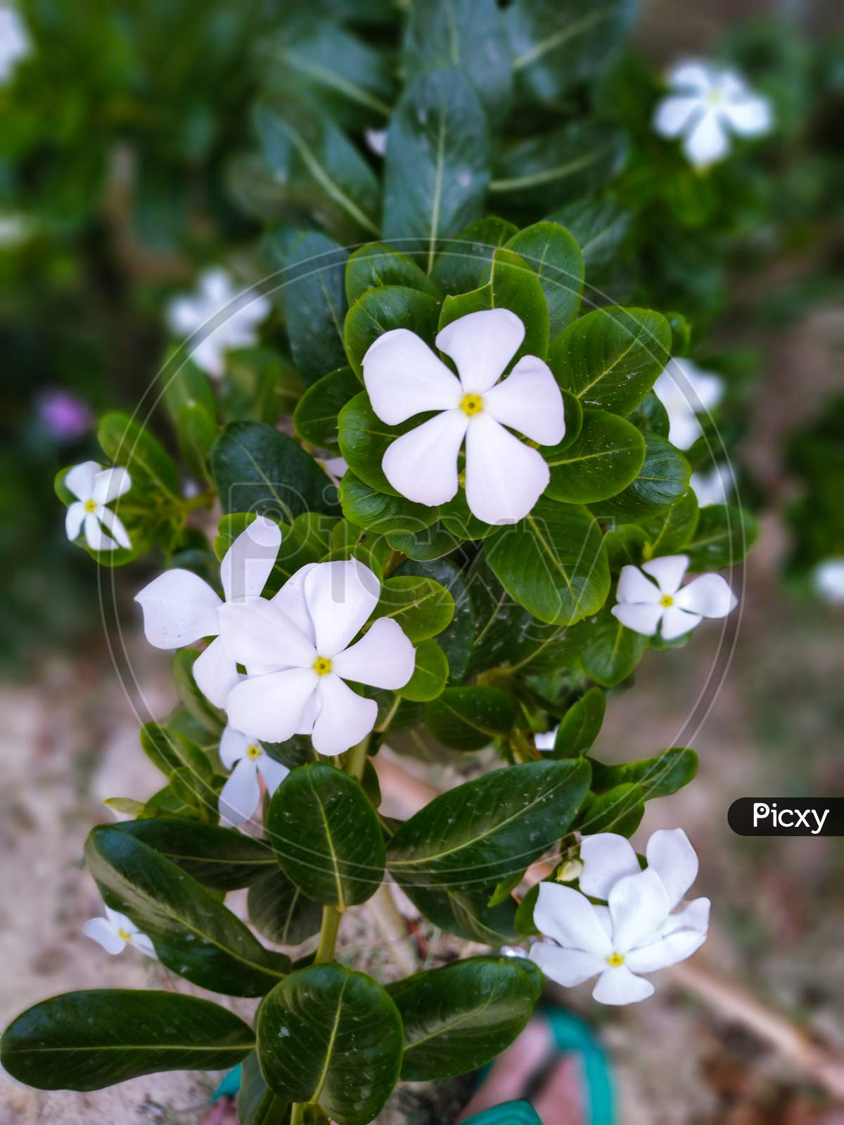 Periwinkle white colour flower