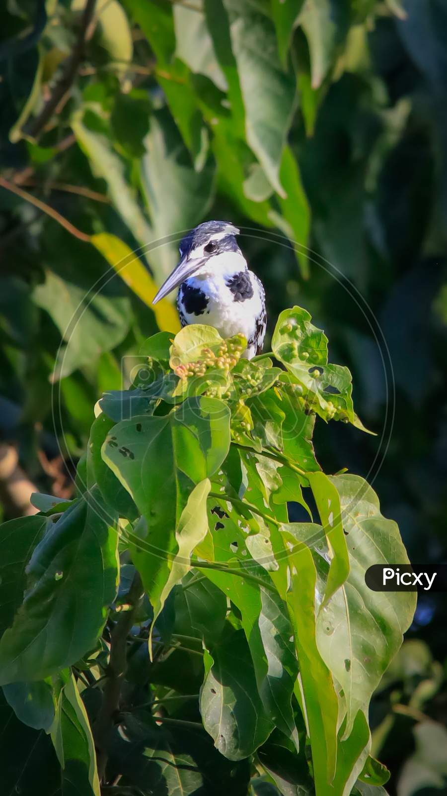 Pied kingfisher