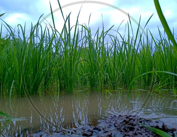 Rice farm , watter, mud and sky