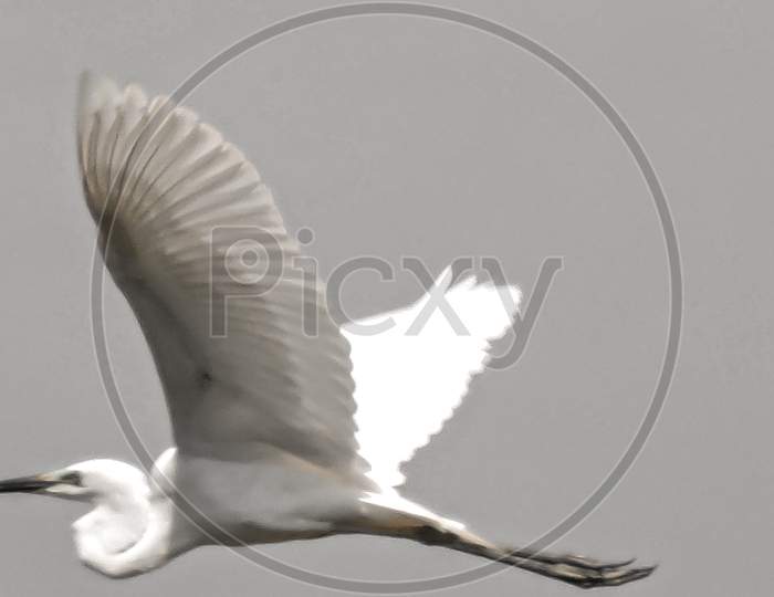 The Great Egret In Flight Early Morning During Monsoon