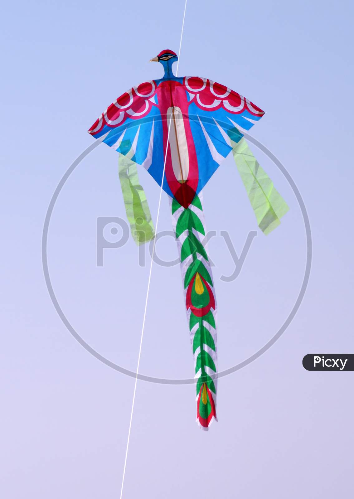 kite flying on Indian Hindu festival pongal,a harvest  celebration