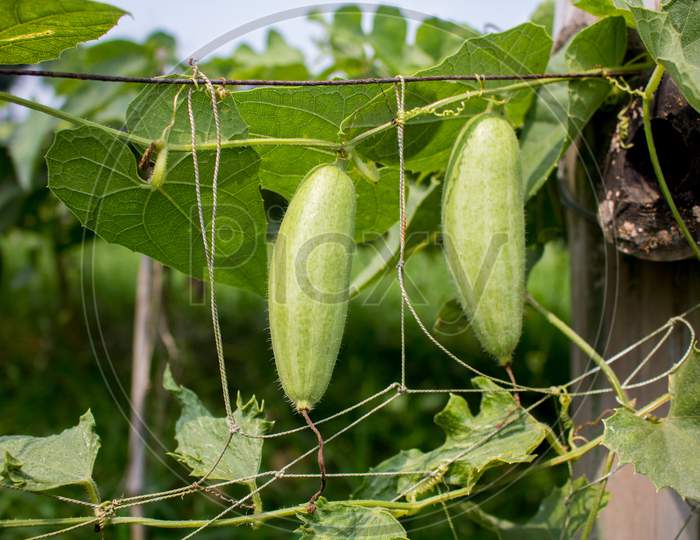 Trichosanthes Dioica, Also Known As Pointed Gourd, Is A Vine Plant In The Family Cucurbitaceae, Isolated Closeup Hd Image.