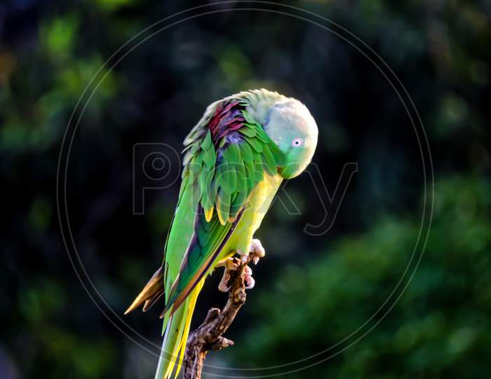 Asian Green Parrot Watching Sunset During Monsoon On Tree "Bokeh"