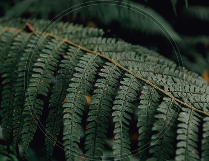 A Minimal View Of A Fern In The Middle Of The Forest