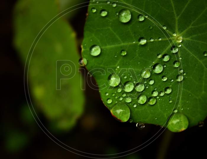 Rain Drop On Green Leaf