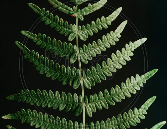 Super Close Up Of A Fern With A Black Background