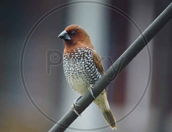 Scaly Breasted Munia Or Spotted Munia During Monsoon 'Bokeh'