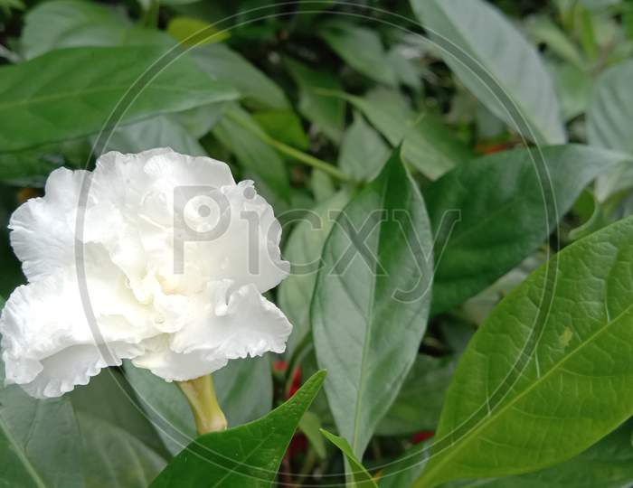 White flower and green leaves on the view, concept of nature plant