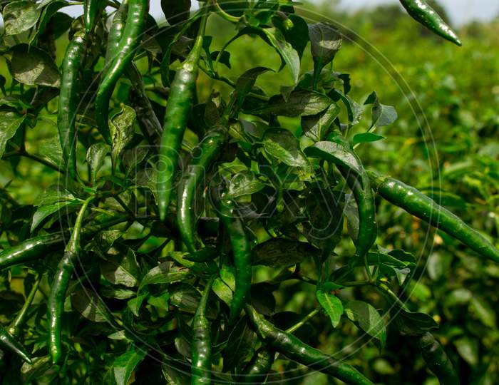 Green Pepper Of Improved Variety Of Bangladesh. The Green Chili Pepper (Also Chile, Chile Pepper, Chilli Pepper, Green Chilly, Or Chilli). Green Chilli Seed Plant.