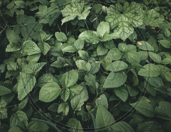 A dark theme with great textures of leaf's.