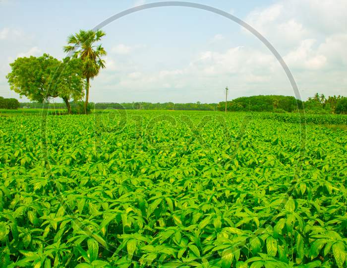 Fresh Jute Plant Leaves Background Photo, A Baby Jute Plant Growing On The Fields. Jute Was Once Known As The Golden Fiber Of Bangladesh.