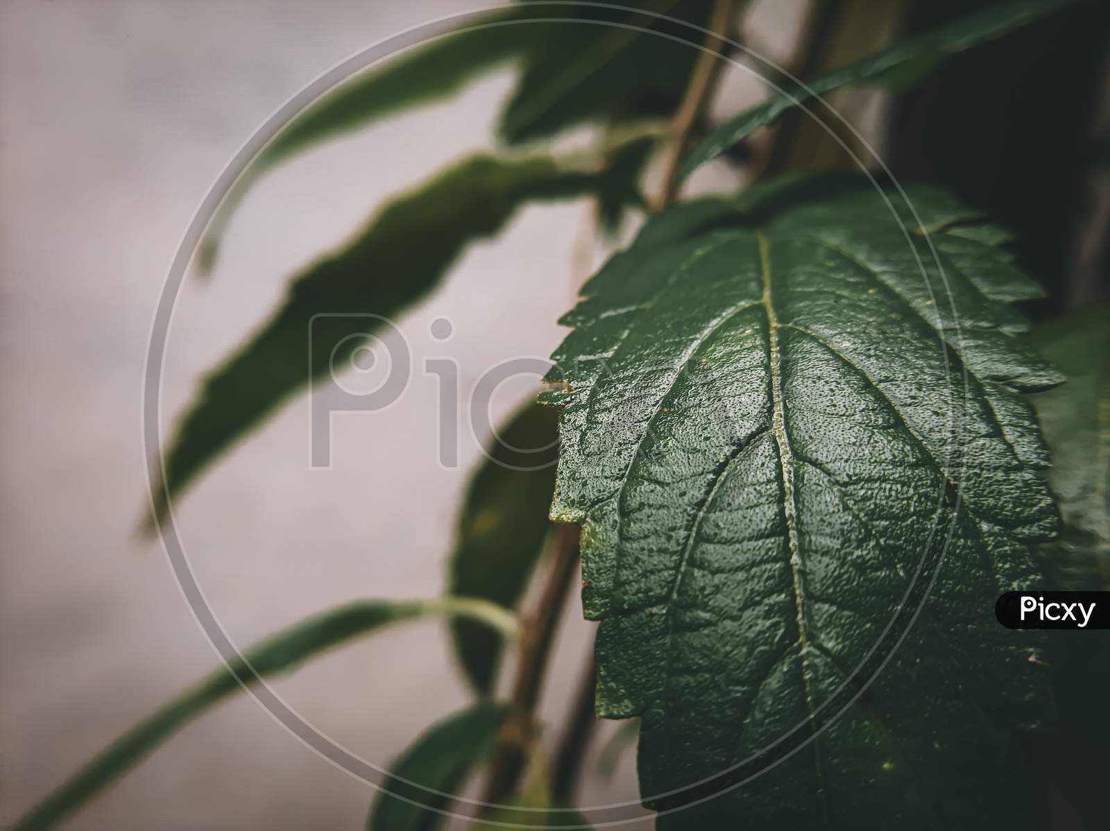 Nature's photography focusing details of leaf by macro lens.