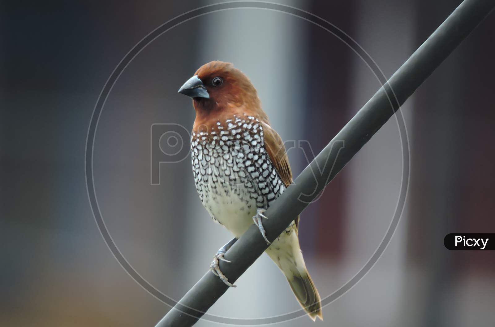 Scaly Breasted Munia Or Spotted Munia During Monsoon 'Bokeh'