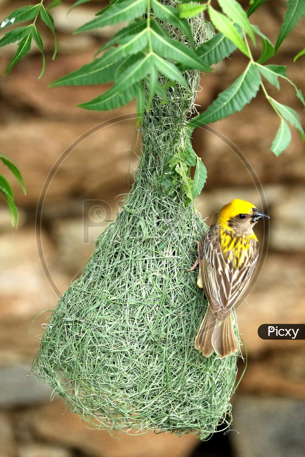 Baya Weaver (Ploceus Philippinus) prepares nest in the outskirts village of Ajmer On August 22 2020.