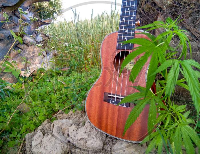 The Best Stock Image Of Ukulele Instrument With Natural Environment, Nature Sounds Nature Music - Nature Lovers!