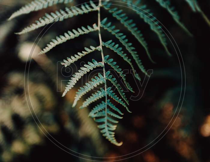 Minimalistic Shot Of Fern In The Forest