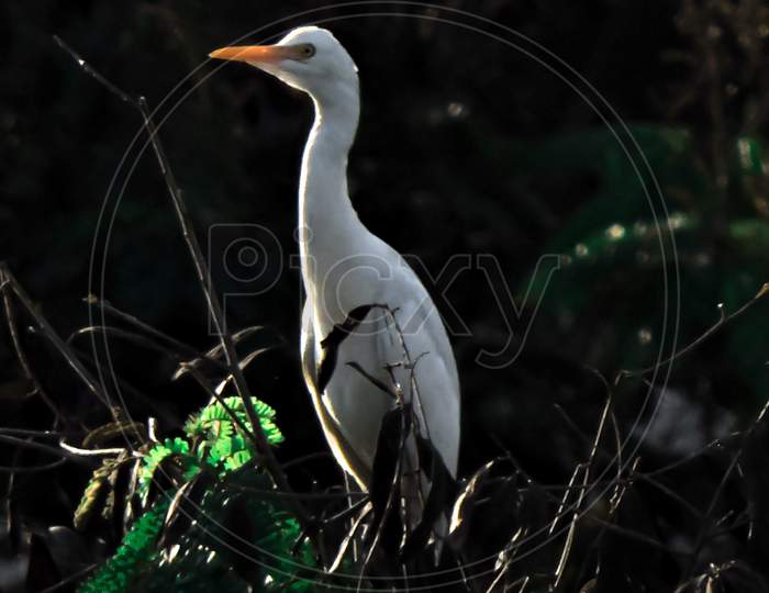 The Great Egret Early Morning During Monsoon