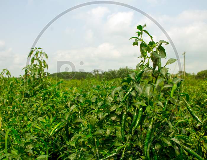 Green Pepper Of Improved Variety Of Bangladesh. The Green Chili Pepper (Also Chile, Chile Pepper, Chilli Pepper, Green Chilly, Or Chilli). Green Chilli Seed Plant.