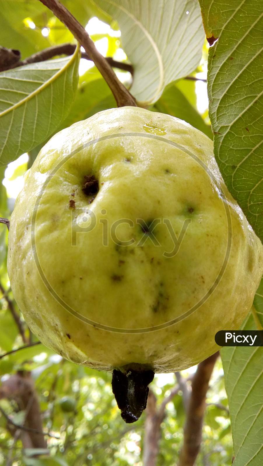 Over ripened yellow guava