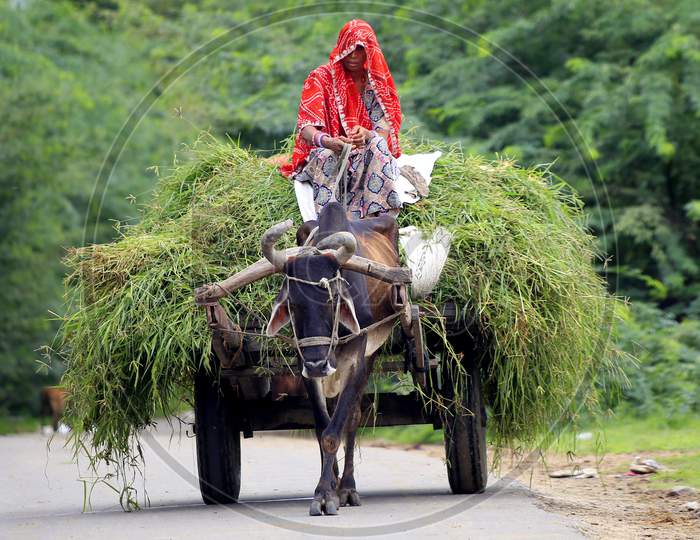 Indian Woman Returns From Agriculture Fields With Produce Carried On A Bullock Cart On The Outskirts Of Ajmer On August 21, 2020.