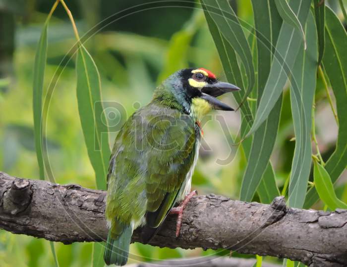Copper Smith Barbet Singing On A Tree 'Bokeh'