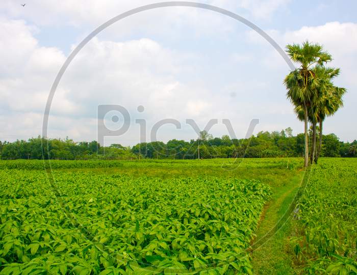 Fresh Jute Leaves. Jute Cultivation In Bangladesh. Natural Jute Plant Leaves Background Photo, A Baby Jute Plant Growing On The Fields. Jute Was Once Known As The Golden Fibre Of Bangladesh.