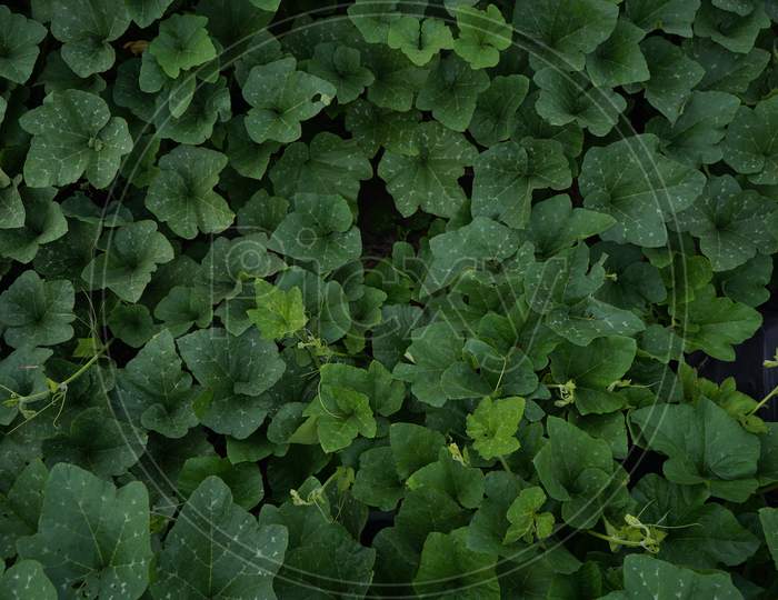 Top View Of The Field Of Bottle Gourd, Leaves Of Bottle Gourd, Green Leaves Background And Texture.