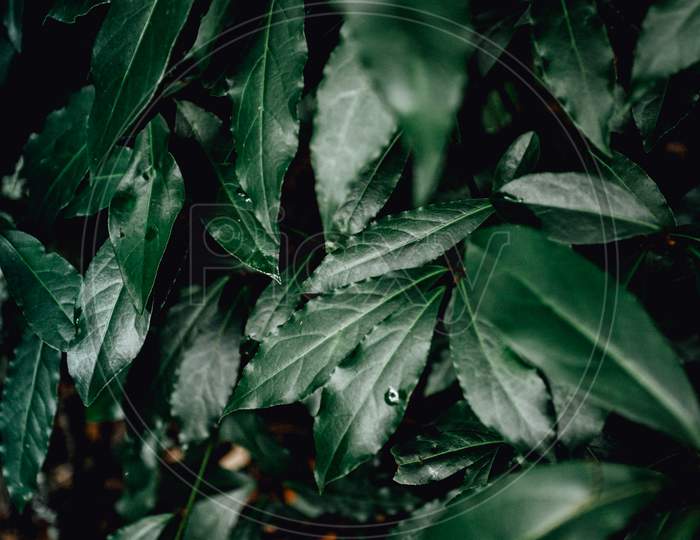 Background Made Of Dark Green Leaves In The Forest