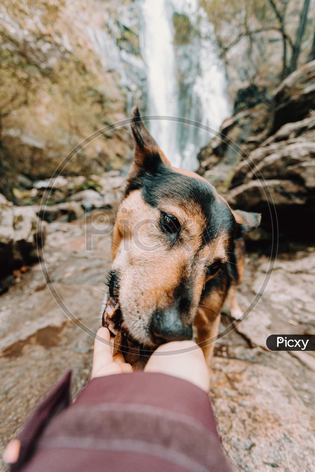 Dog Eating From Hand With A Waterfall As A Background
