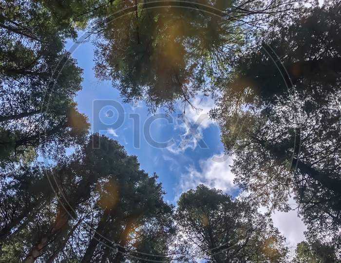 Sky and tree view in the forest