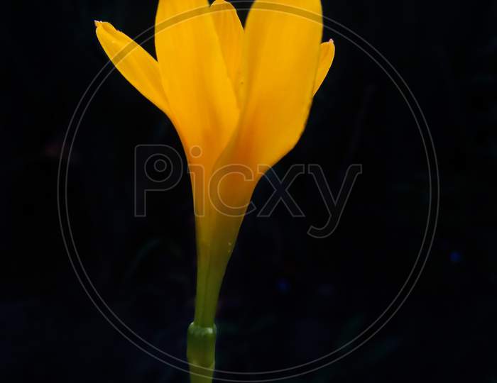 Rain Lily Yellow