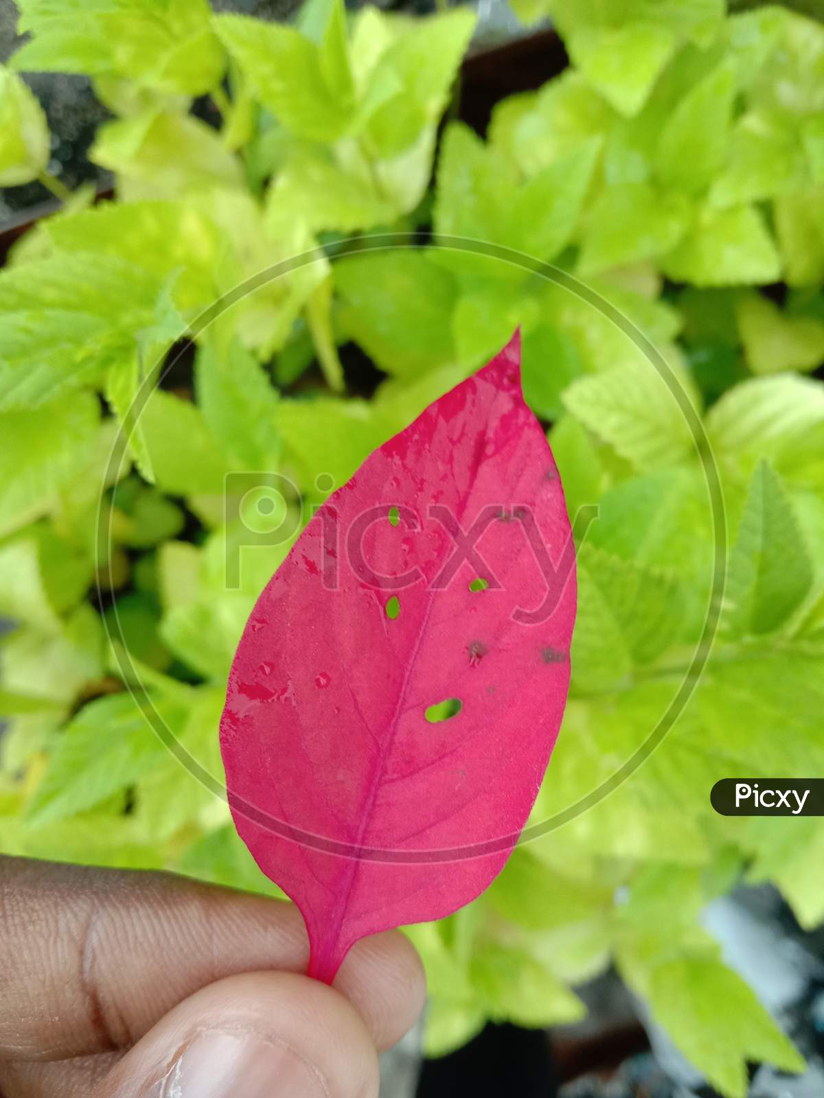 A pink leaf in the hand