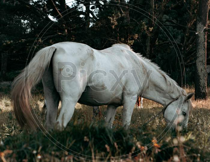 Horizontal Shot Of A White Horse Eating Grass