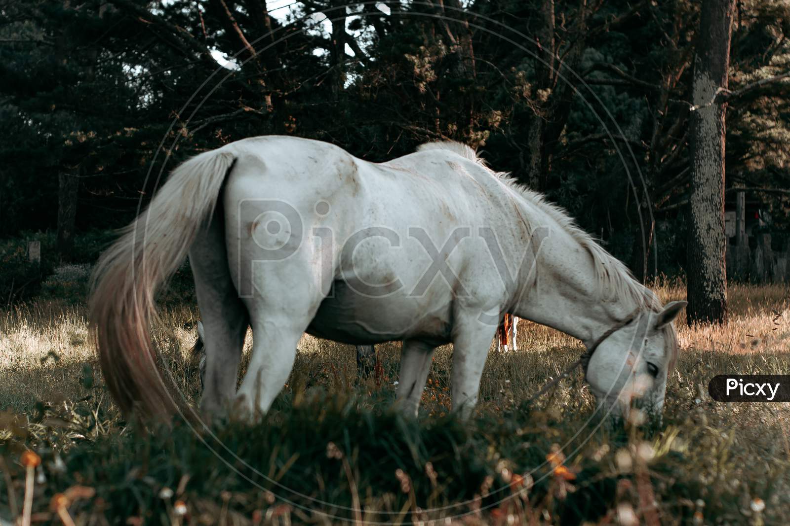 Horizontal Shot Of A White Horse Eating Grass