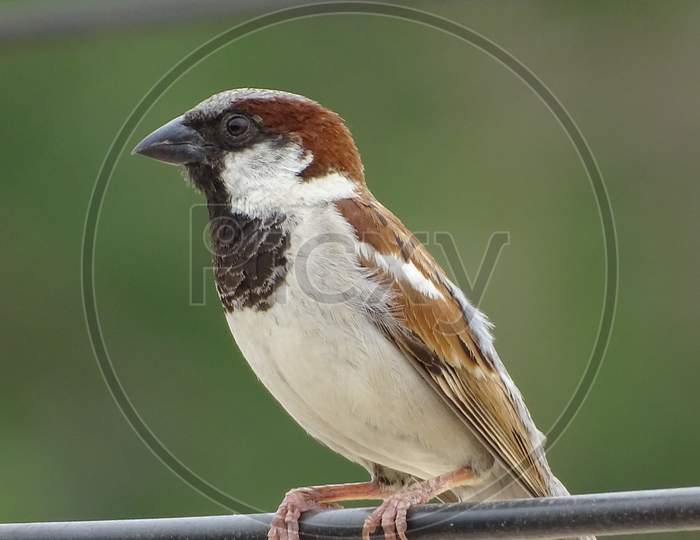 house sparrow on my rooftop