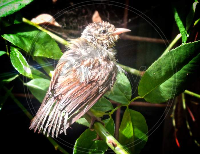 Beautiful baby Honeywell Bird in a rainy season