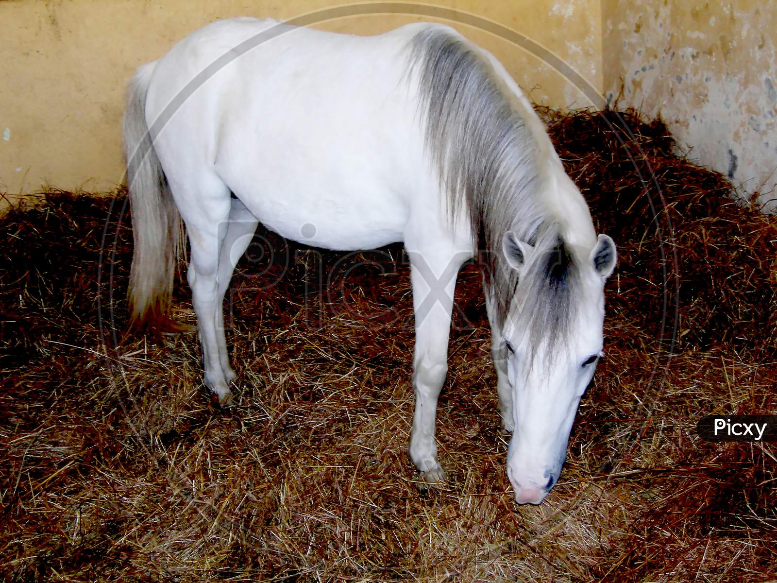 White horse eating dry grass