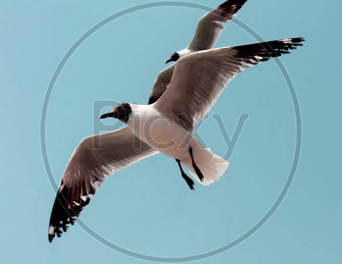 Pair of Seagull flying in the blue sky