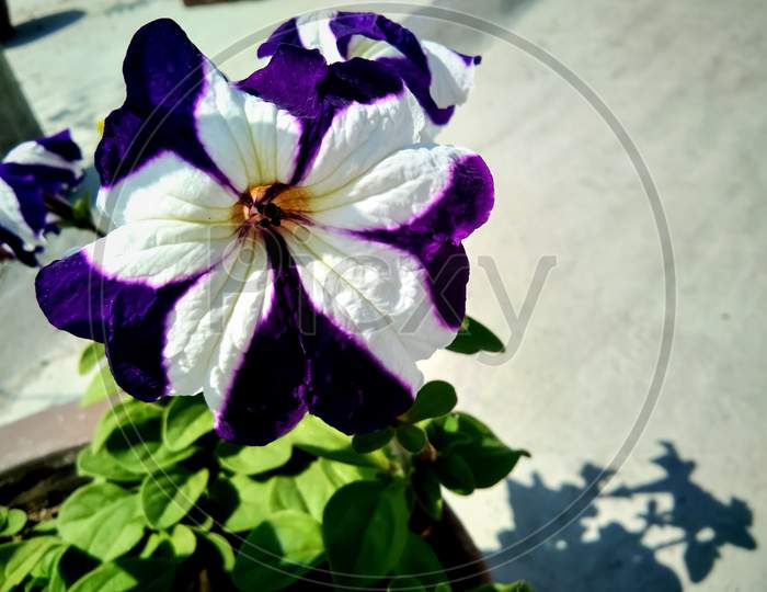 Purple and white petunia flower