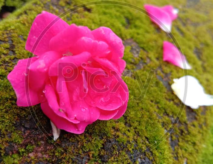 A pink flower in the garden