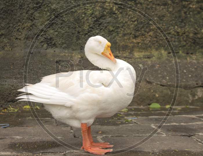 White Duck on ground with close eyes.