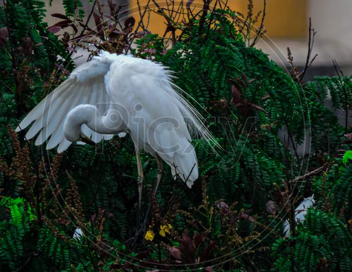Egret For Breeding During Monsoon On Tree