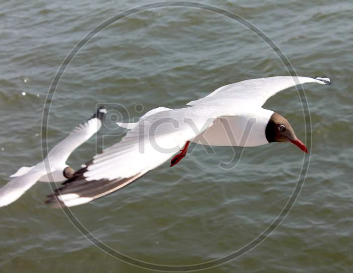 Seagull a sea bird flying over ocean