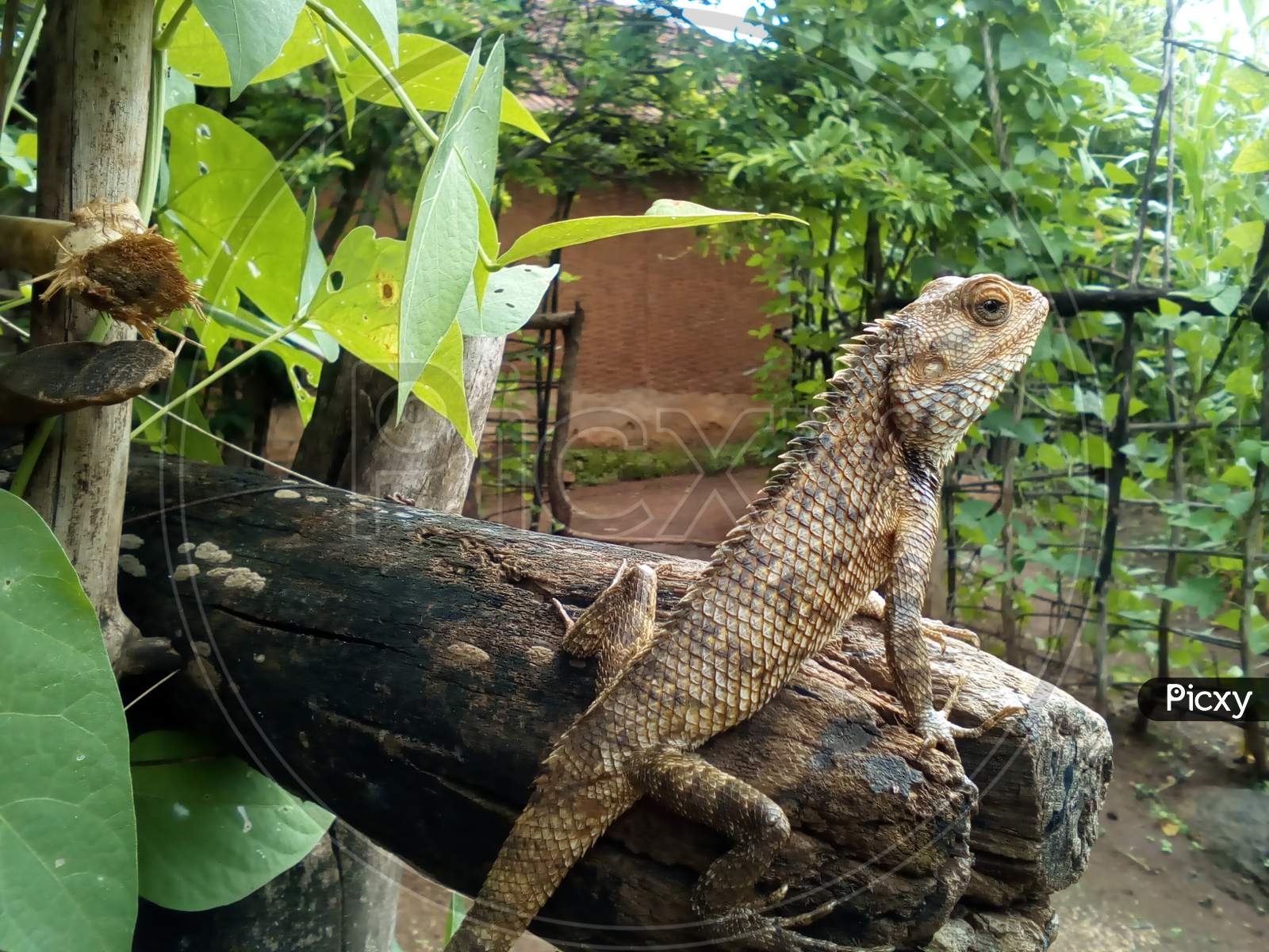 Lizard perched on wood