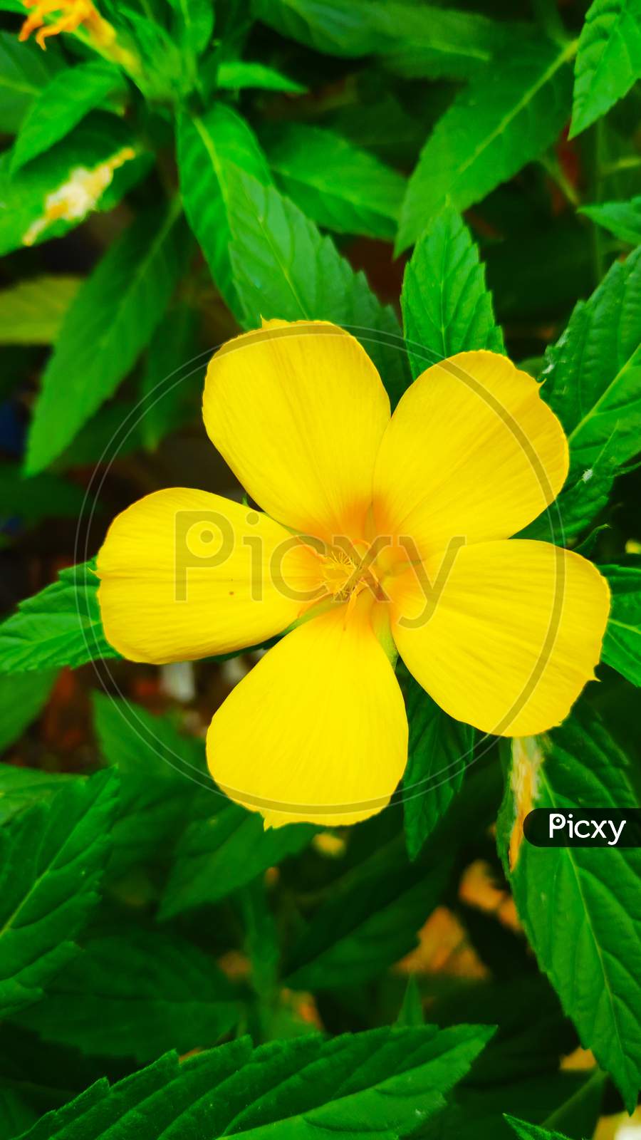 Portrait shot of Single Yellow Alder or Turnera ulmifolia flowers