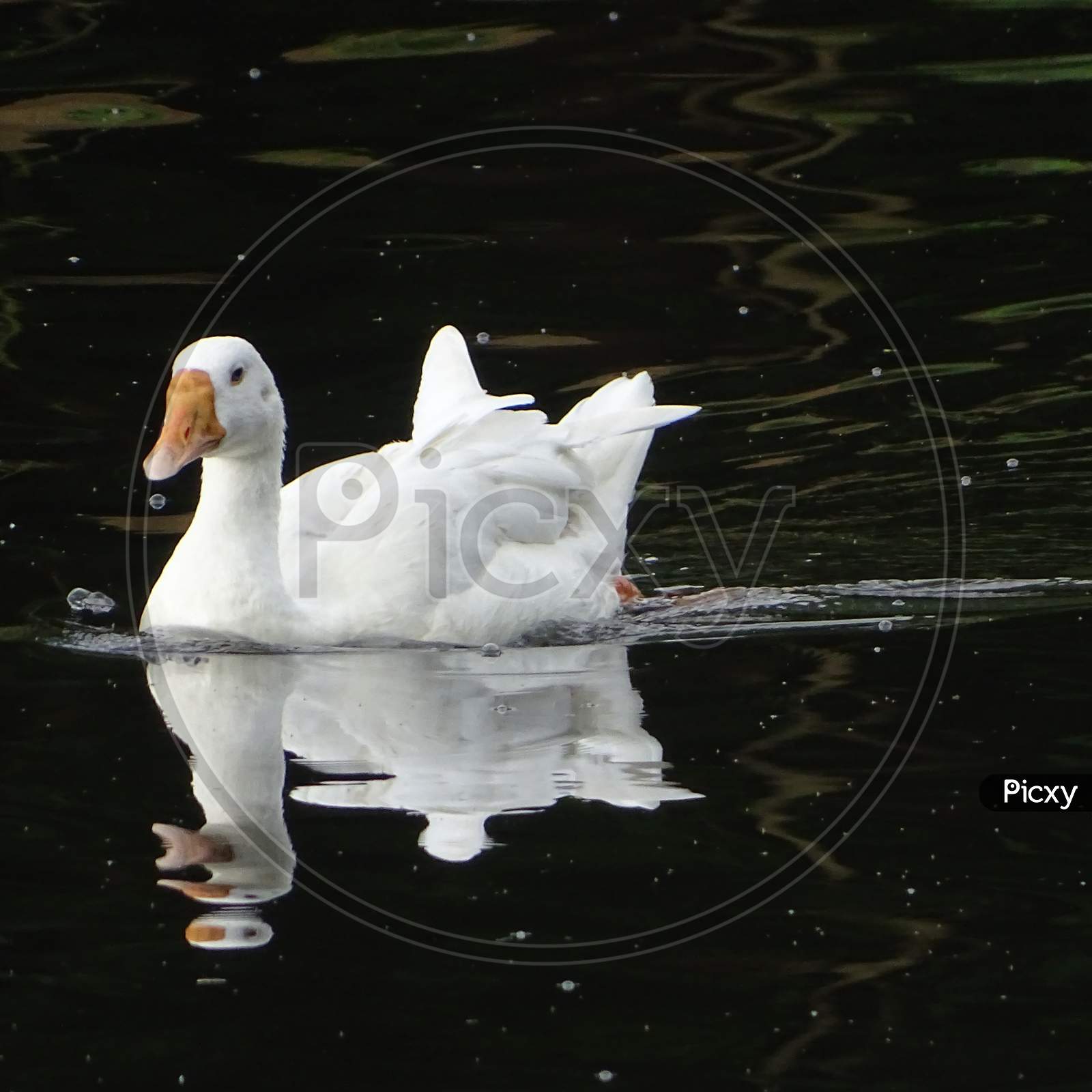 beautiful duck swimming in sanjay van lake