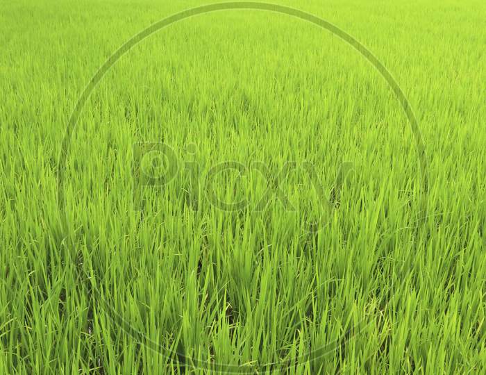 Paddy field in village of Chhattisgarh